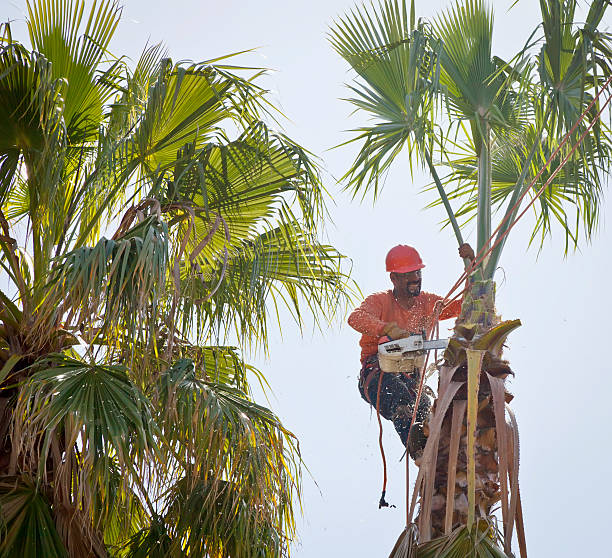 Best Local Tree Services  in Teviston, CA